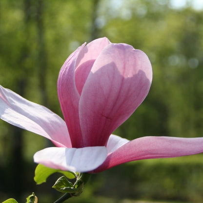 Magnolia 'Galaxy'
