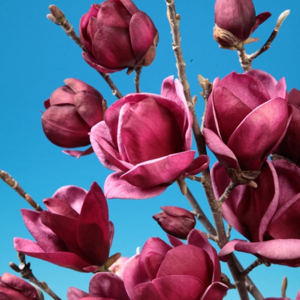 Magnolia 'Genie'