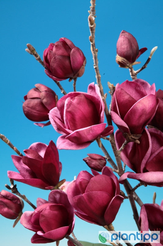 Magnolia 'Genie'