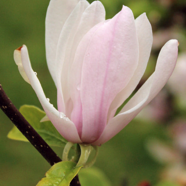 Magnolia 'George Henry Kern'