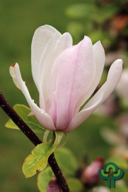 Magnolia 'George Henry Kern'