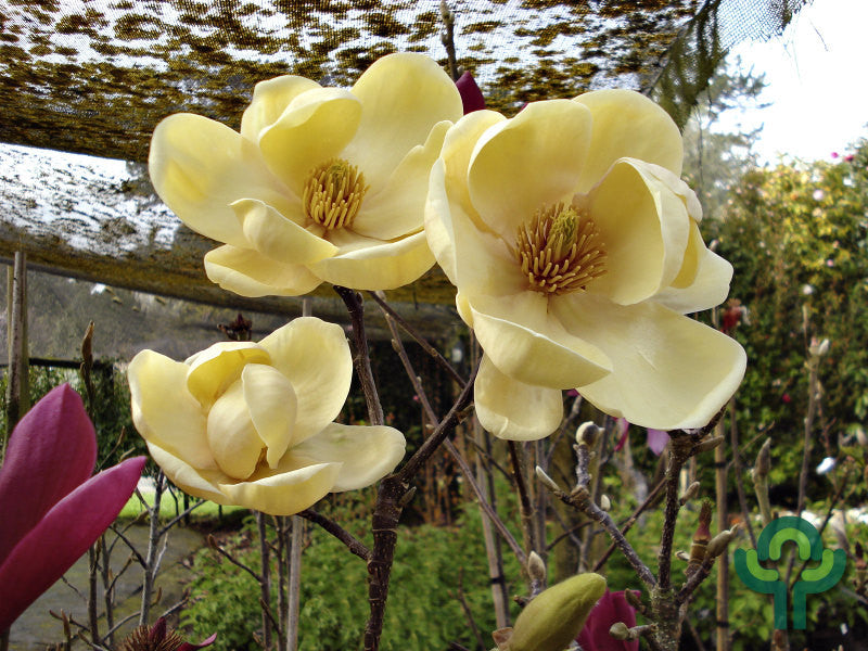Magnolia 'Honey Tulip'
