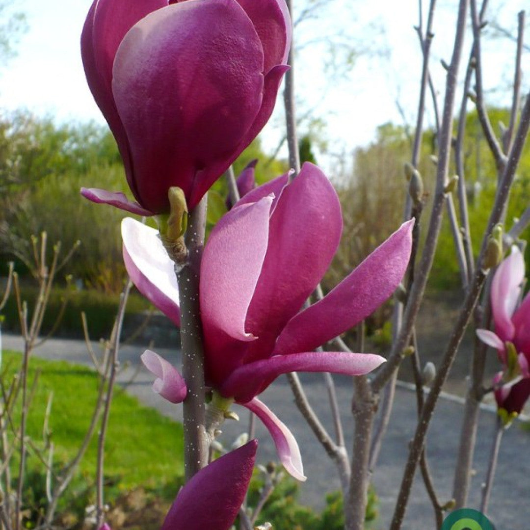 Magnolia 'March-Till-Frost'