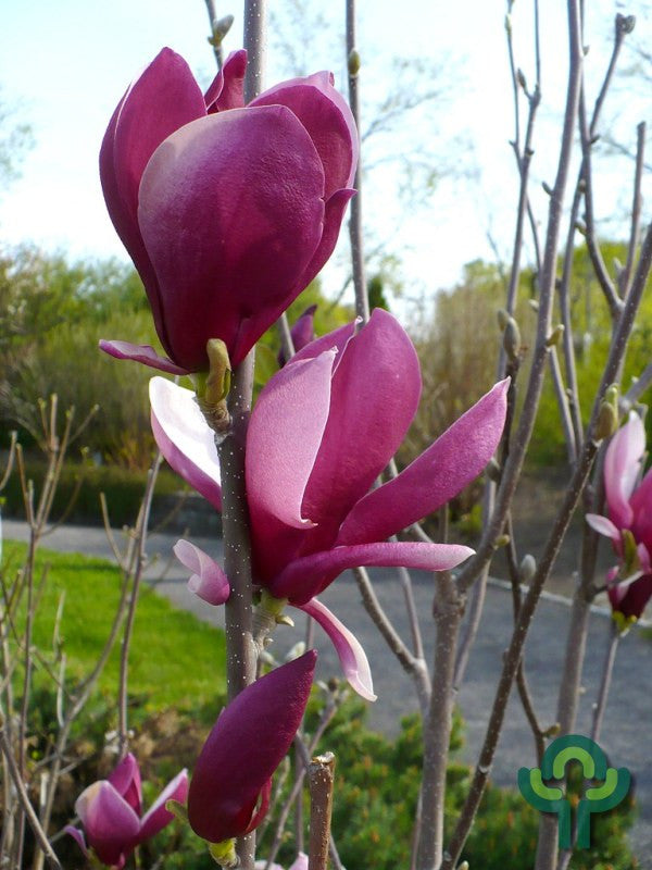Magnolia 'March-Till-Frost'