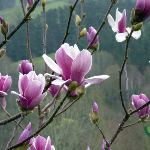 Magnolia 'Satisfaction'