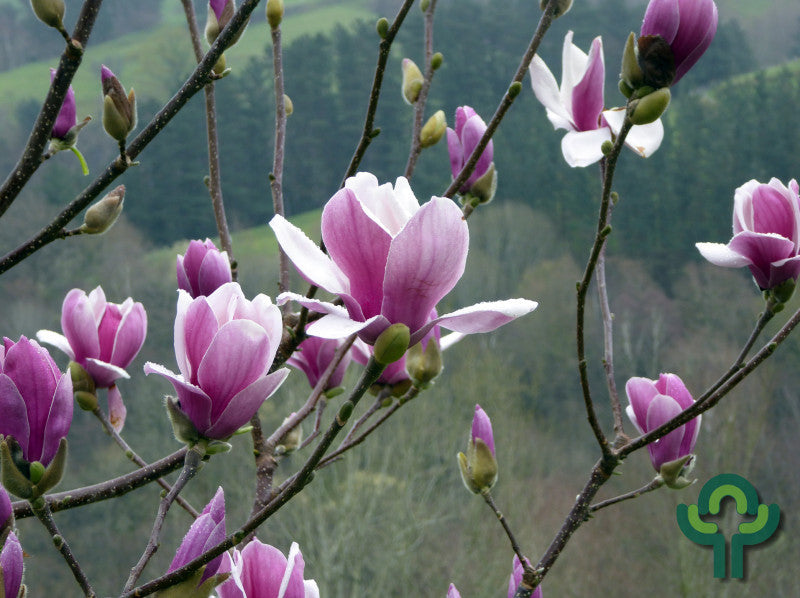 Magnolia 'Satisfaction'