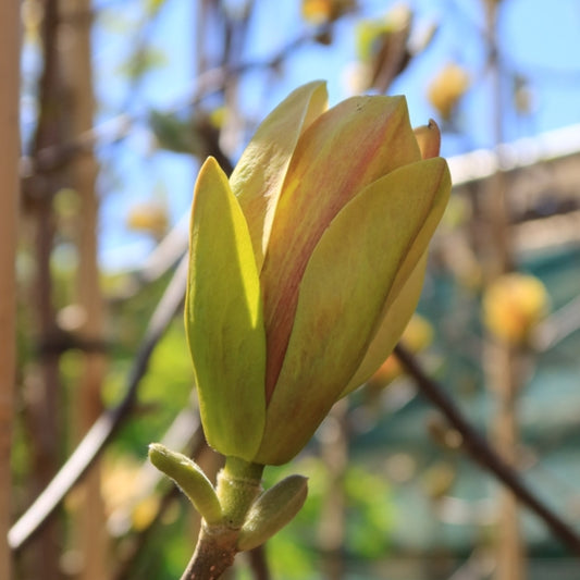 Magnolia 'Sunsation'