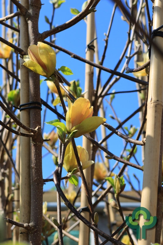 Magnolia 'Sunsation'