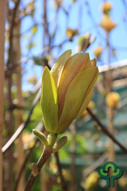 Magnolia 'Sunsation'