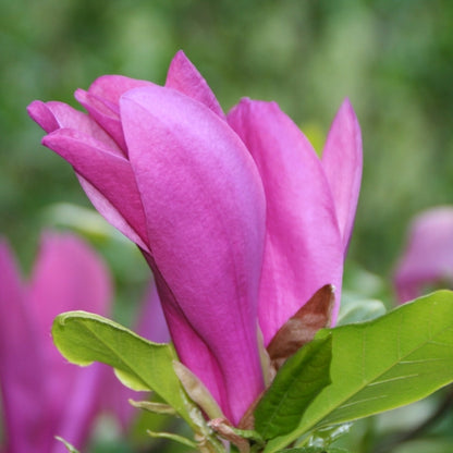 Magnolia 'Susan'