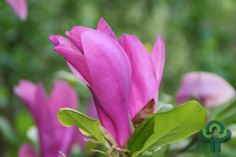 Magnolia 'Susan'
