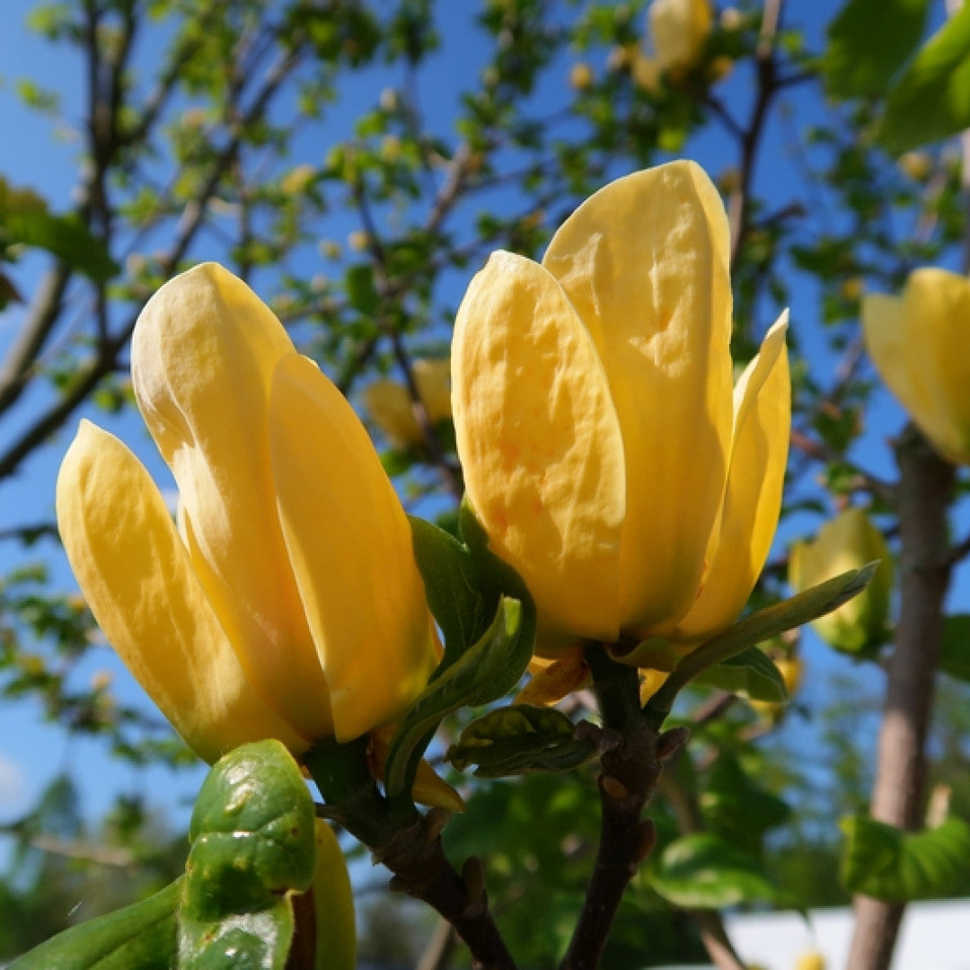 Magnolia brooklynensis 'Yellow Bird'