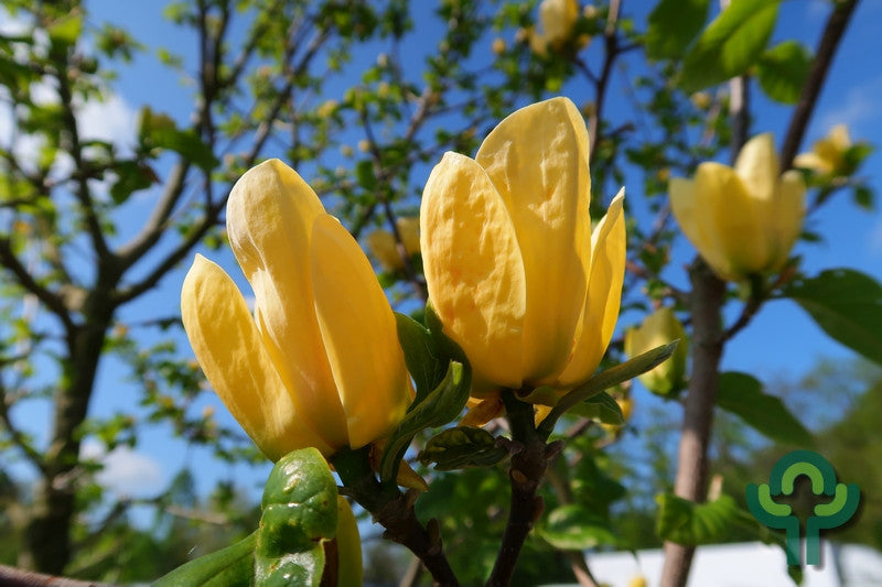 Magnolia brooklynensis 'Yellow Bird'