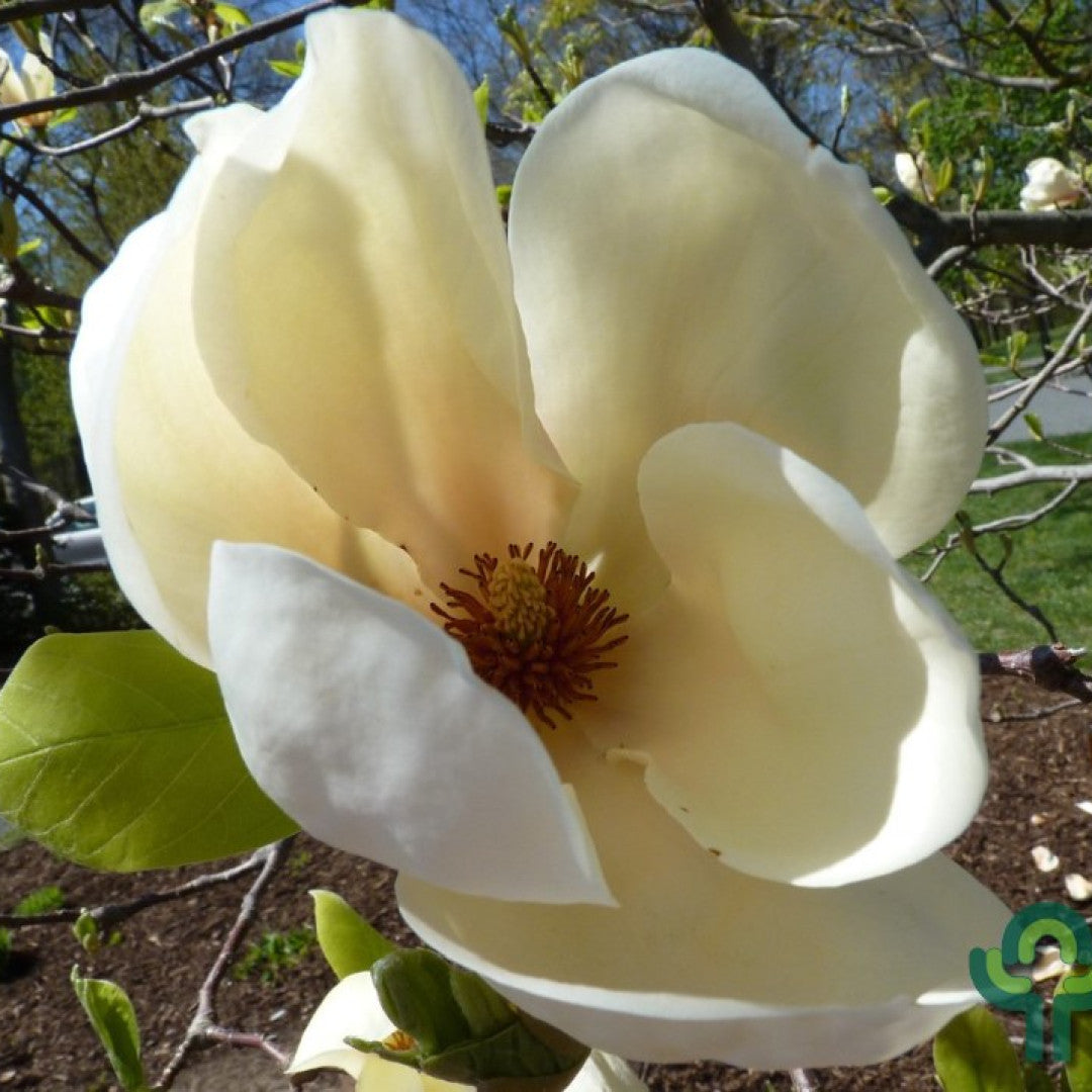 Magnolia 'Yellow Lantern'