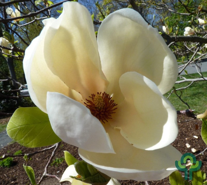 Magnolia 'Yellow Lantern'