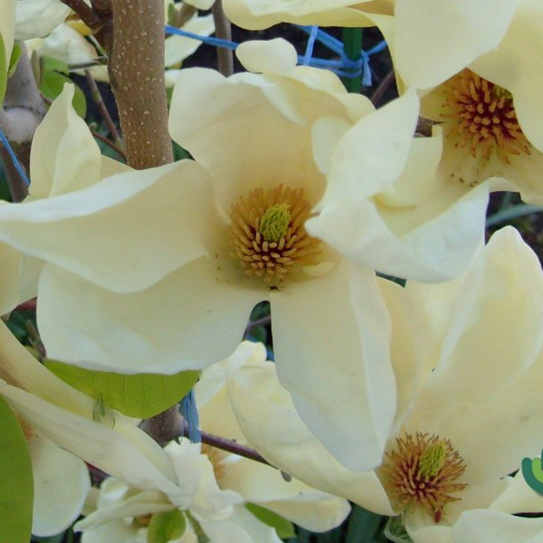 Magnolia 'Yellow River'