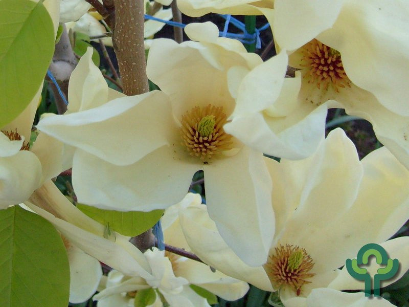 Magnolia 'Yellow River'