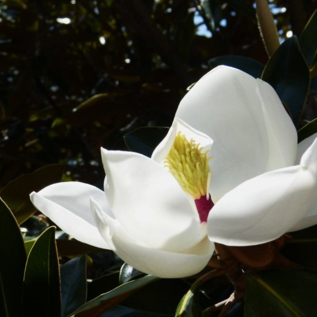 Magnolia grandiflora