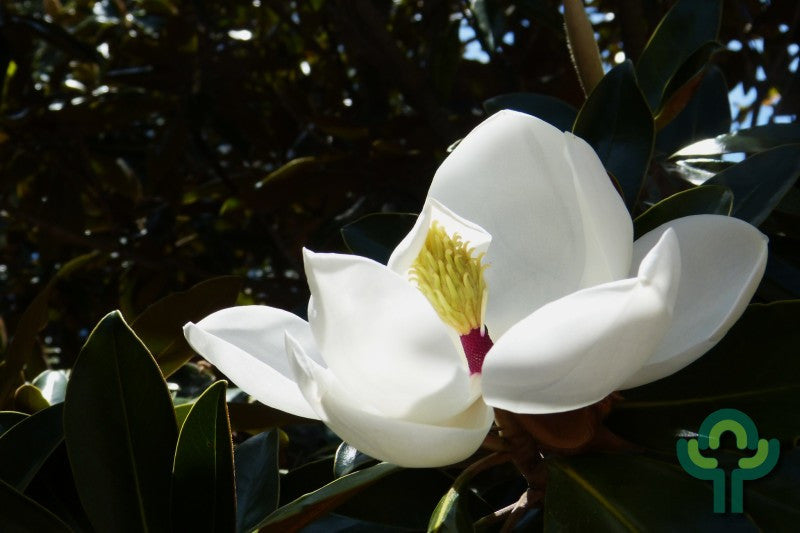 Magnolia grandiflora