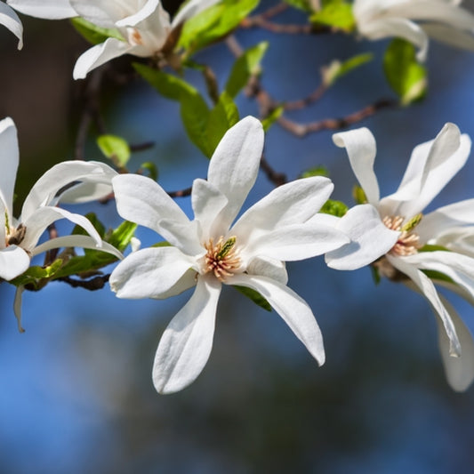 Magnolia kobus