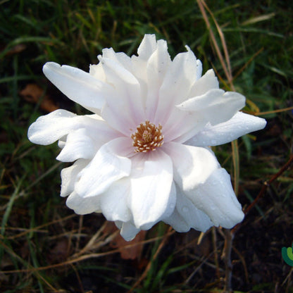 Magnolia loebneri 'Wildcat'