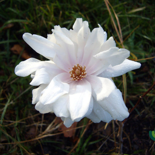 Magnolia loebneri 'Wildcat'