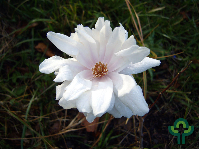 Magnolia loebneri 'Wildcat'