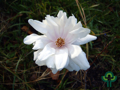 Magnolia loebneri 'Wildcat'