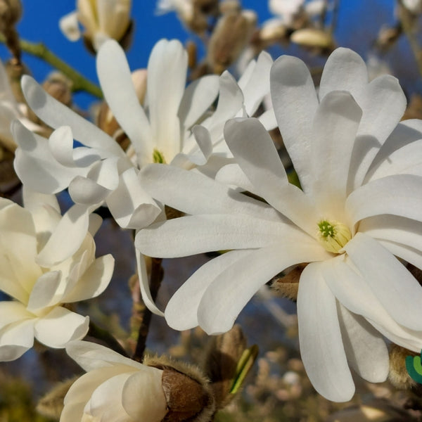 Magnolia stellata 'Royal Star'