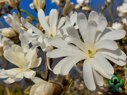 Magnolia stellata 'Royal Star'