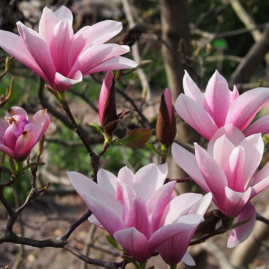 Magnolia 'Heaven Scent'