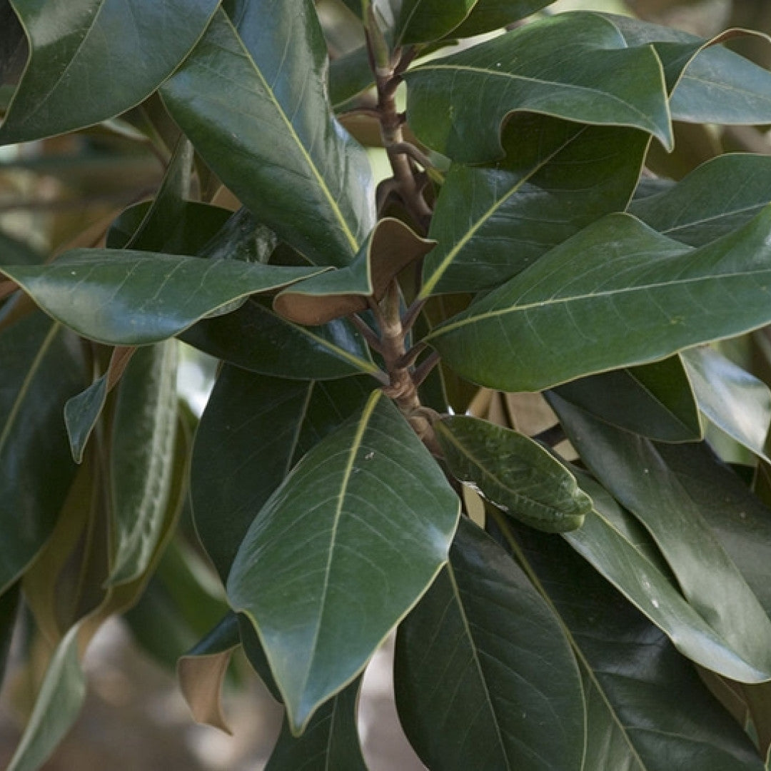 Magnolia grandiflora 'Galissonnière'