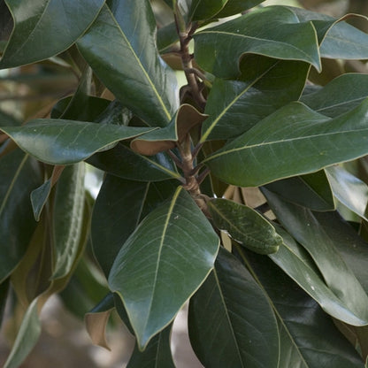 Magnolia grandiflora 'Galissonnière'