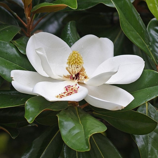 Magnolia grandiflora 'Galissonnière'