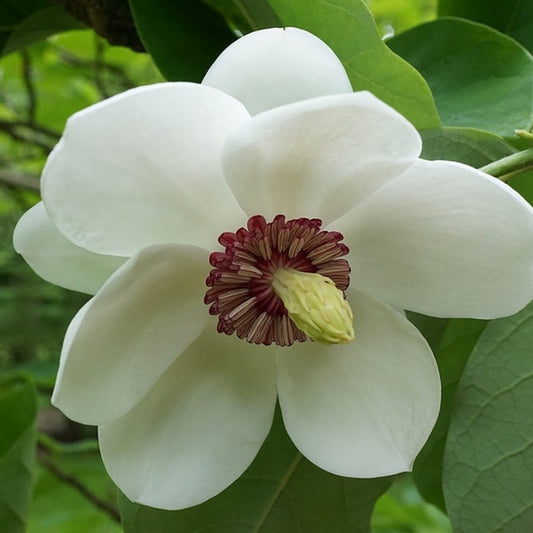 Magnolia sieboldii