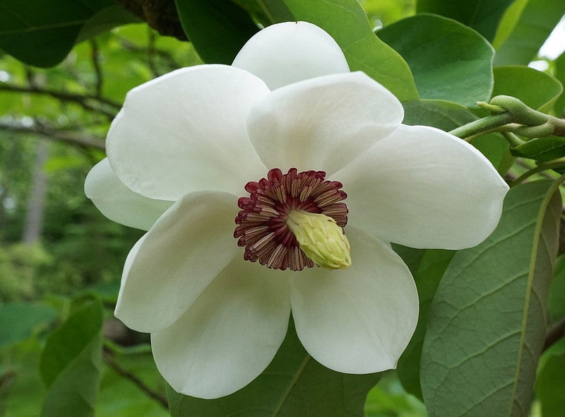 Magnolia sieboldii