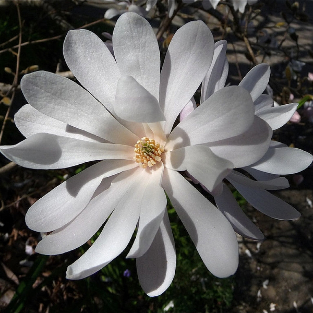Magnolia stellata