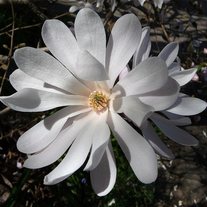 Magnolia stellata