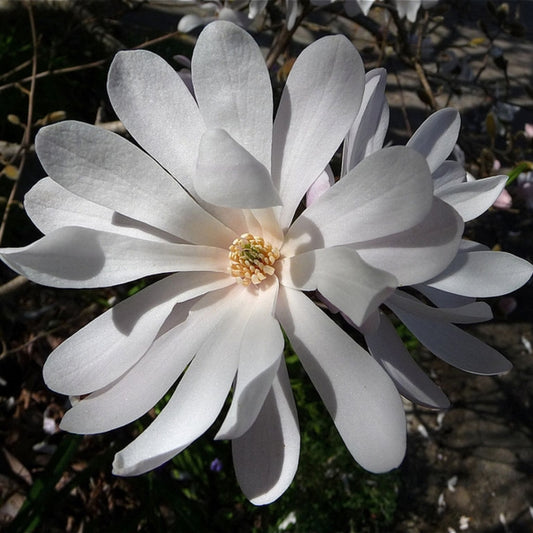 Magnolia stellata