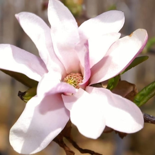 Magnolia loebneri 'Leonard Messel'