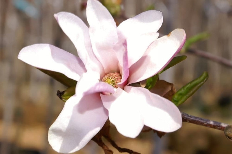 Magnolia loebneri 'Leonard Messel'