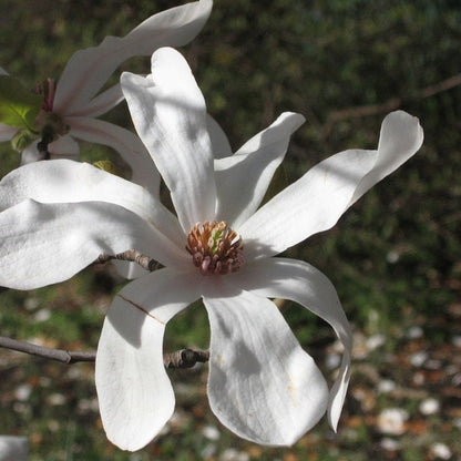 Magnolia loebneri 'Merrill'