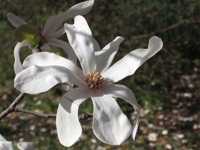 Magnolia loebneri 'Merrill'