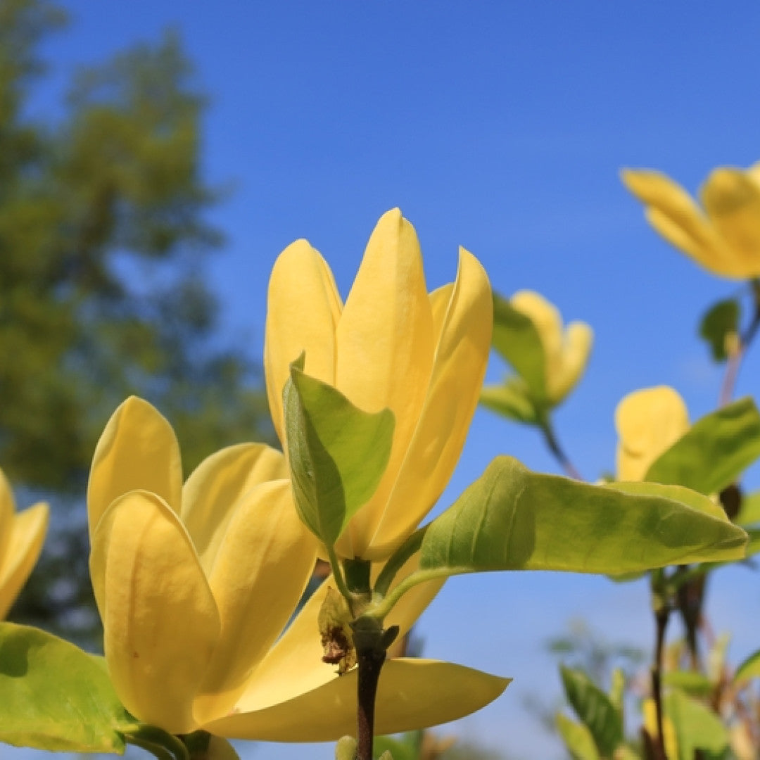 Magnolia 'Daphne'