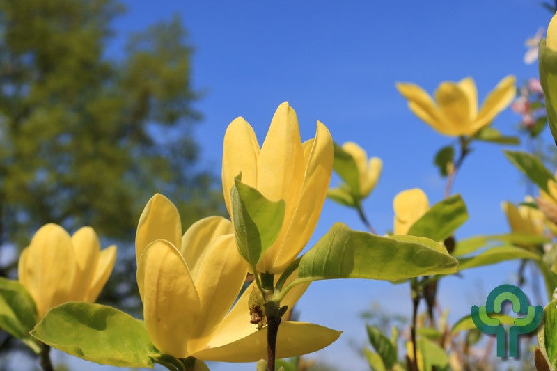 Magnolia 'Daphne'