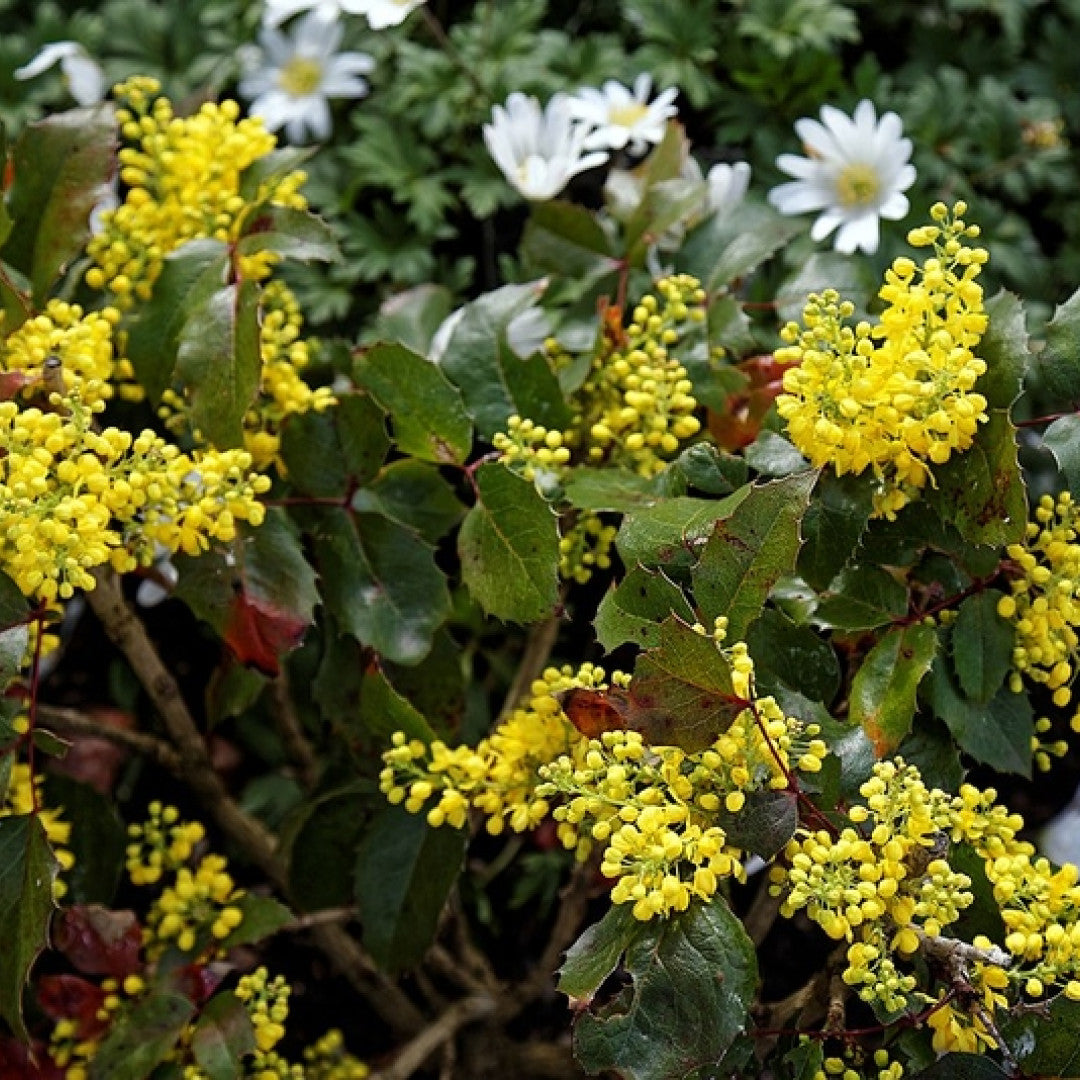 Mahonie (Mahonia aquifolium) 'Apollo'