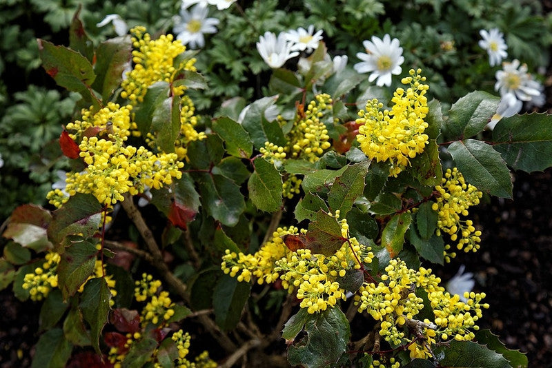 Mahonie (Mahonia aquifolium) 'Apollo'