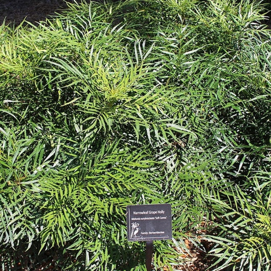 Mahonia eurybracteata 'Soft Caress'