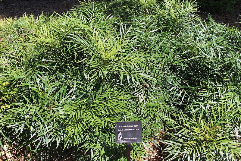 Mahonie (Mahonia eurybracteata) 'Soft Caress'