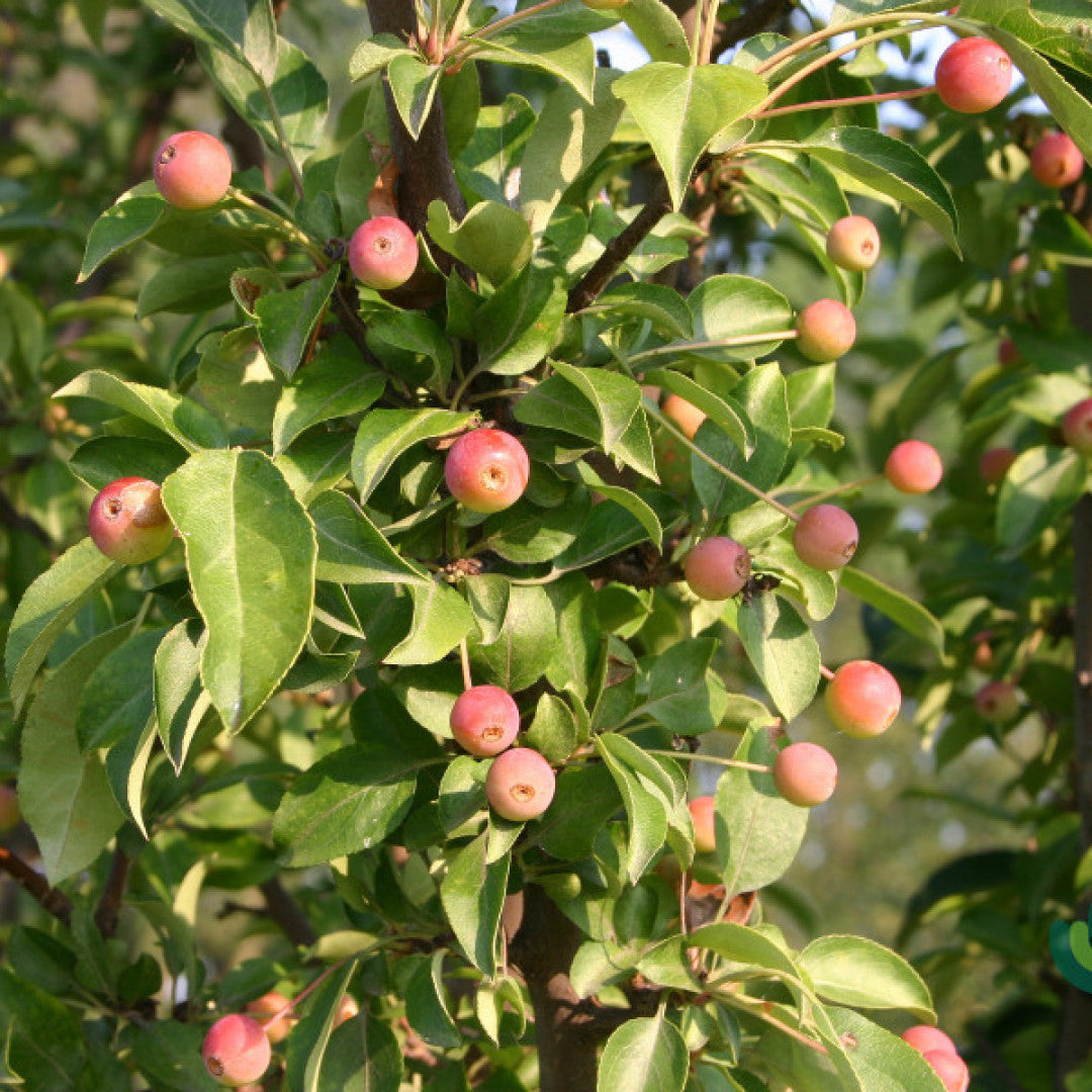 Malus 'Adirondack'